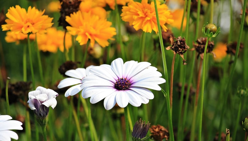 Garden Tour